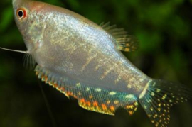 Trichogaster Opal / Opaal Gourami