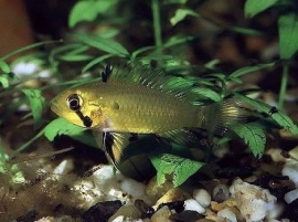 Apistogramma Staecki / dwerg cichlide