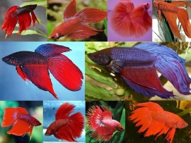 Betta splendens  / Siamese kempvis