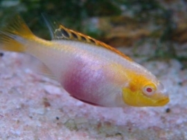 pelvicachromis pulcher albino  / Kersenbuik cichlide