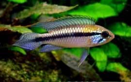 Apistogramma Gephyra / dwergcichlide