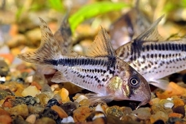 Corydoras Loxozonas / Pantsermeerval