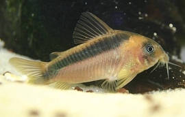 Corydoras Rabauti  / Pantsermeerval