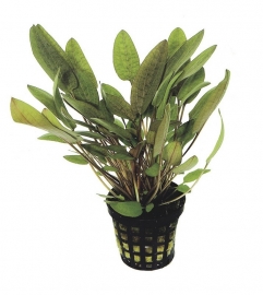 CRYPTOCORYNE WENDTII GROEN