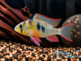 Mikrogeophagus Altispinosa / Zuid Amerikaanse Dwergcichlide