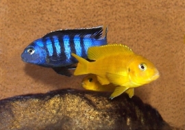 Pseudotropheus saulosi