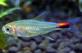 Axelrodia Stigmatias / Peper Tetra