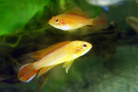 Apistogramma agassizii Fire Red/ dwerg cichlide