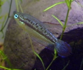 Trichopsis pumilus / Dwerg knorgourami