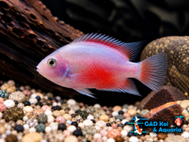 Amatitlania nigrofasciata Albino / Cichlasoma nigrofasiatus / Zebra Cichlide Albino