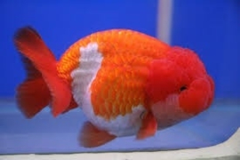Fancy Goldfish Ranchu