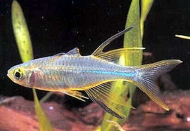 Telmatherina ladigesi  /celebes