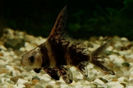 Myxocyprinus Asiaticus / Vossekop