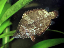 Monocirrhus Polyacanthus / Bladvis