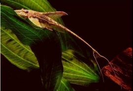 Sturisoma Aureum / meerval