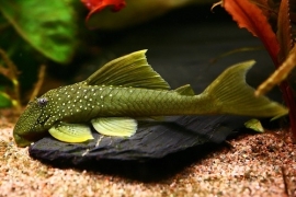 L 200 Hemiancistrus Subviridis / Green Phantom