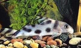 Synodontis Decorus / Meerval