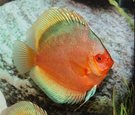 Symphysodon /  Stendker Discus Green Angel