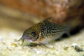 Corydoras sodalis / gevlekte corydoras