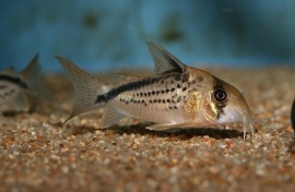 Corydoras Loxozonas / Pantsermeerval