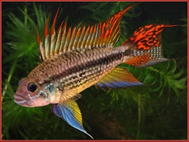 Apistogramma cacatuoides Triple Red / Dwerg cichlide