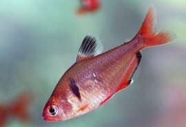 Hyphessobrycon callistus / Rode Minor