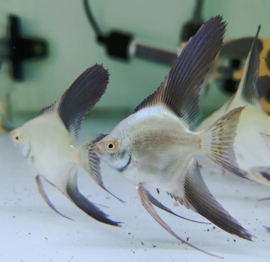 Pterophyllum scalare Bulgarian Seal Point/ Maanvis