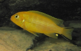 pseudotropheus daktari