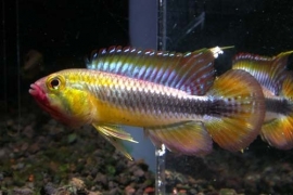 Apistogramma Wilhelmi  / dwerg cichlide