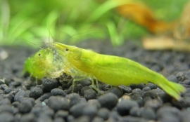 Groene Garnaal / Caridina Babaulti Green