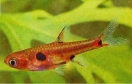 boraras maculata  / Dwergrasbora