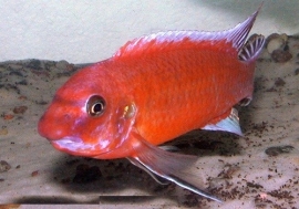 Labeotropheus trewavasae chilumba