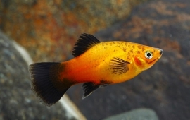 Xipho. Maculatus  Tricolor/ Platy Tricolor