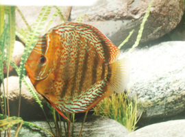 Symphysodon / Stendker Discus Tefe