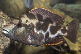 Nimbochromis Livingstonii