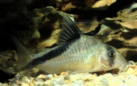 Corydoras Melini / Pantsermeerval