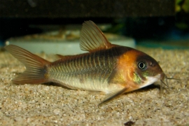 Corydoras Eques / Pantsermeerval