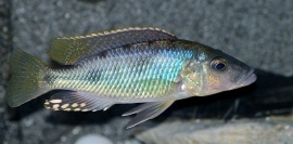 Stigmatochromis Woodi