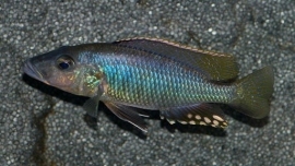 Stigmatochromis Woodi