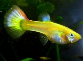 Poecilia reticulata  Lemon/ Guppy geel Lemon