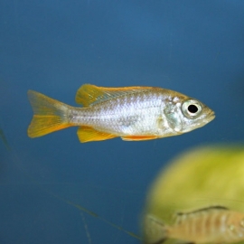 Haplochromis Borleyi Red Fin / Copadichromis Borleyi Red Fin