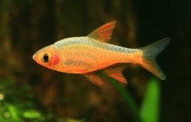 Rasbora heteromorpha Gold / kegelvlek Goud