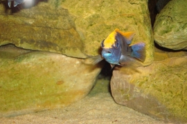 Otopharynx lithobates sulphur head