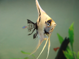 Pterophyllum scalare panda / Maanvis