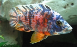 Aulonocara Red OB