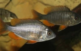 Haplochromis Borleyi Red Fin / Copadichromis Borleyi Red Fin