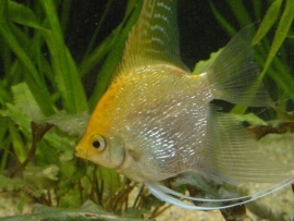 Pterophyllum scalare  Gold / Maanvis Goud