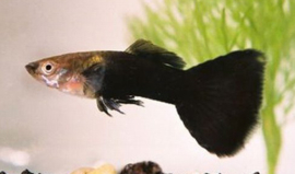 Poecilia reticulata Black Tuxedo / Guppy Black Tuxedo
