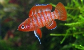 Badis Badis Bengalenses