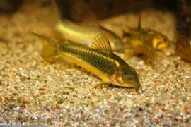 Corydoras Gold Stripe / pantsermeerval